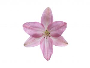 Lily Hybrid