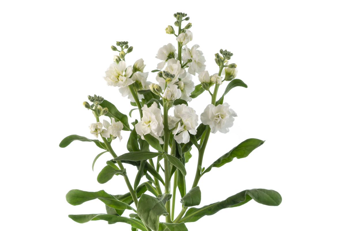 White Spray Stock – Golden Flowers