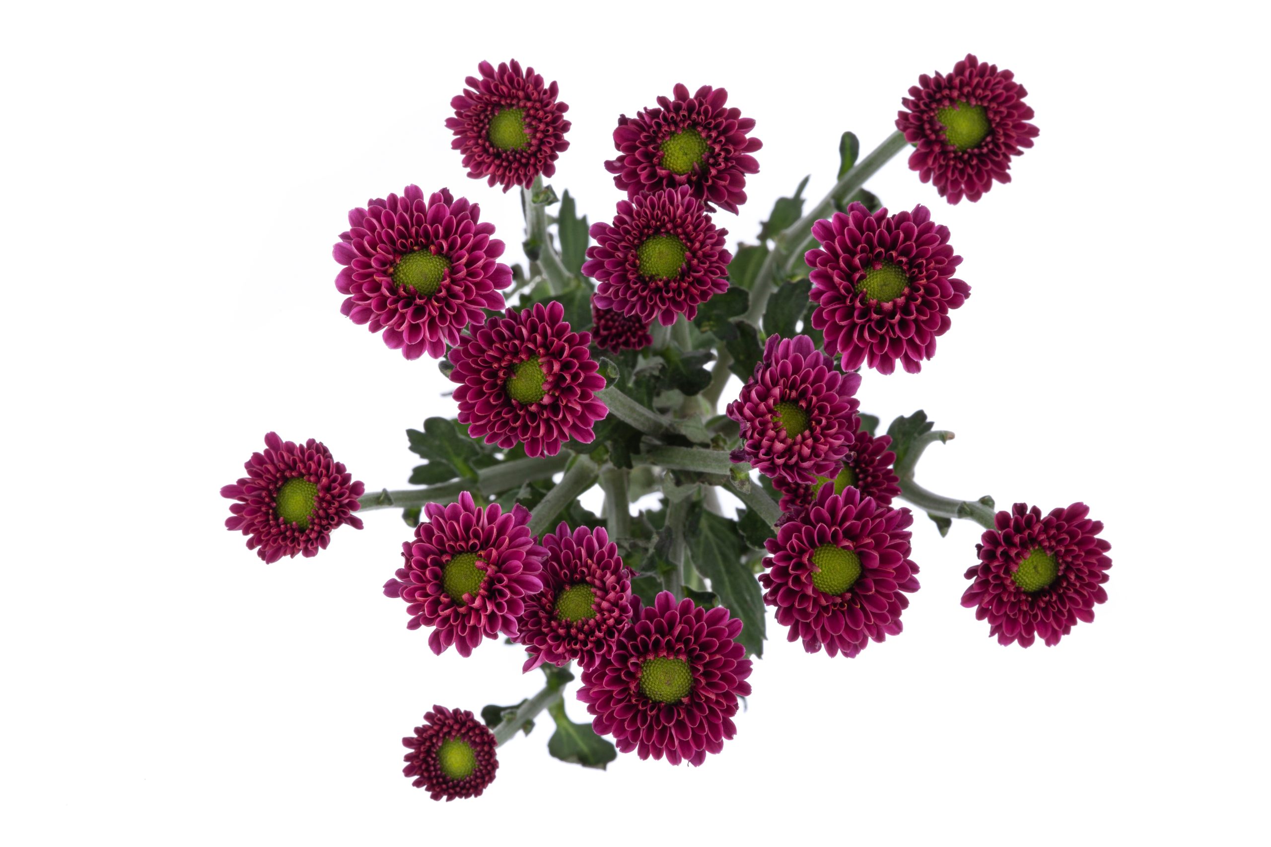 Micro Pompon 3521 a