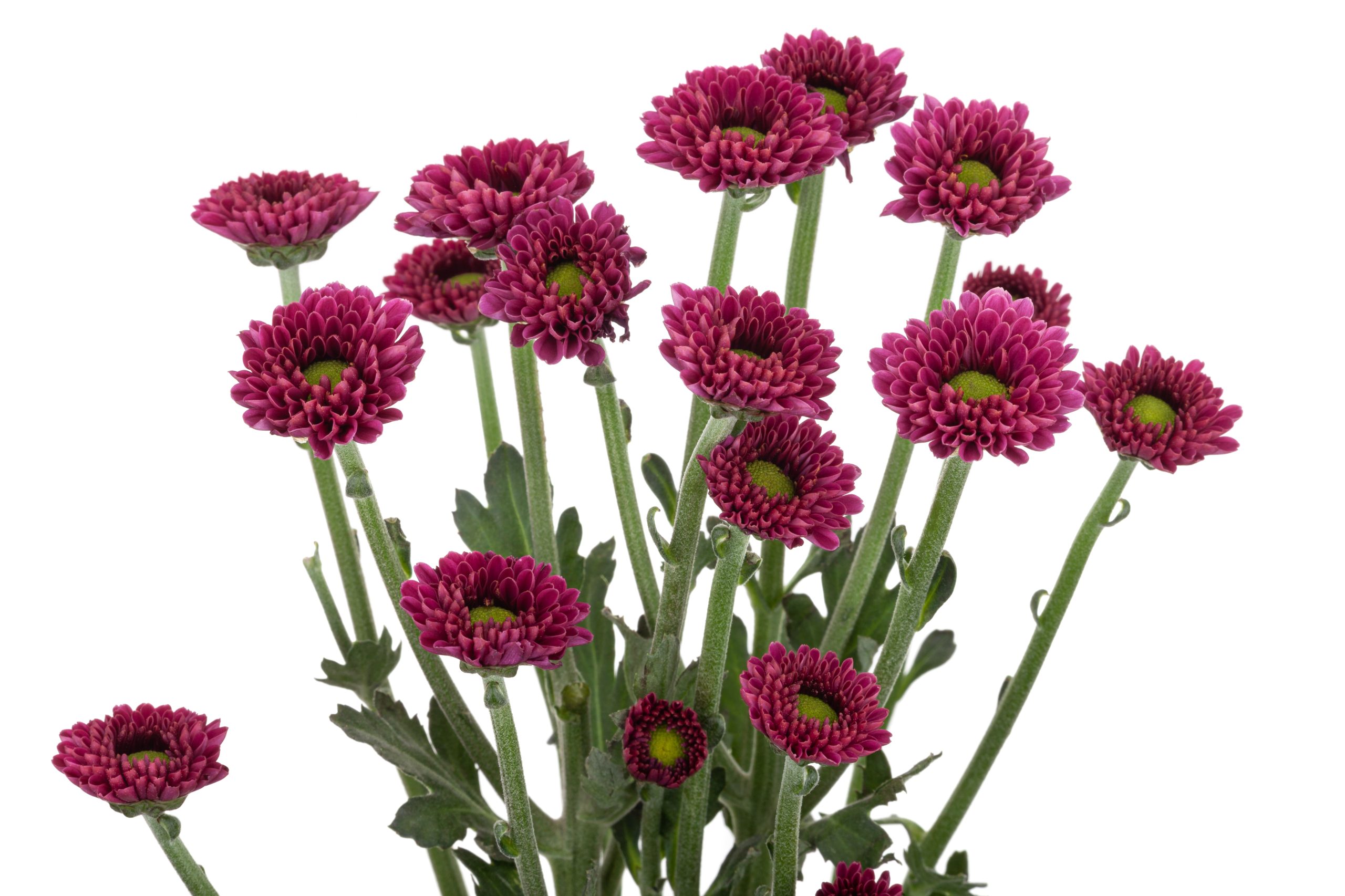 Micro Pompon 3521