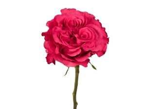 Exotix Berry flower, Ah!Maze Rose