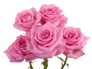 Spray Roses