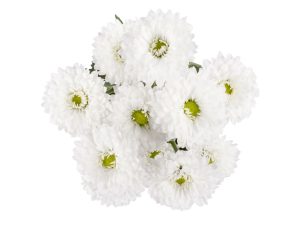 Micro Pompon