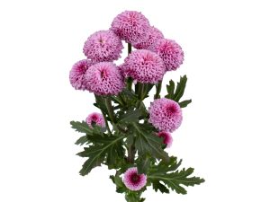 Micro Pompon