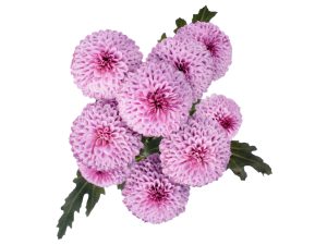 Micro Pompon