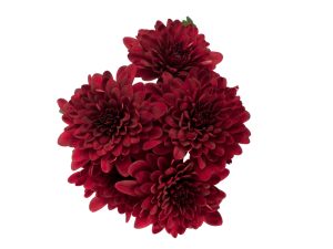 Pompon cushion
