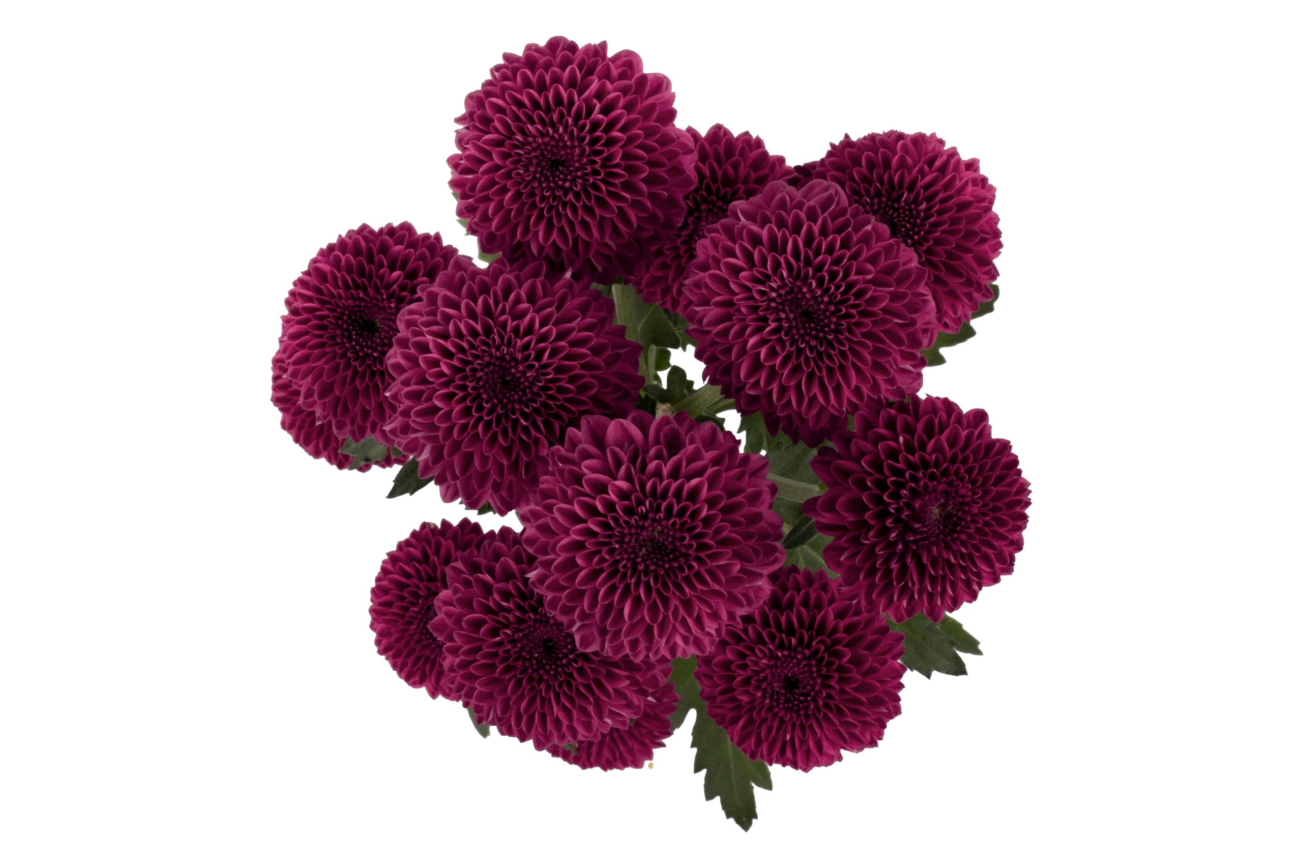 PARISSA Pompon Novelty